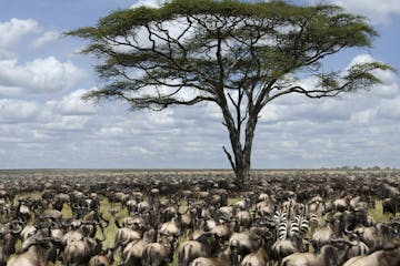 | Lake Manyara National Park
