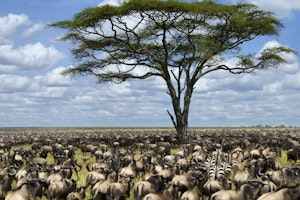 Tanzania Great Migration Safari image 1