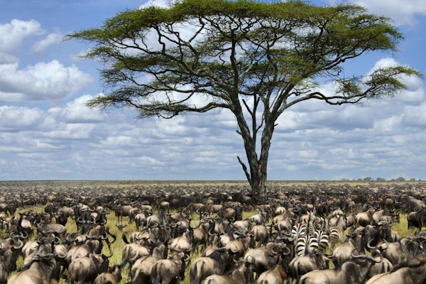 Tanzania Great Migration Safari image 1