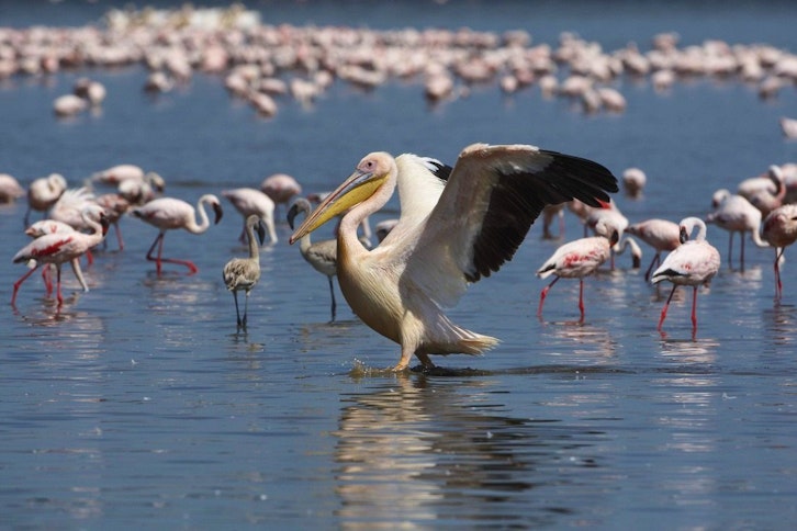 Pelicans and flamingos on Lake Manyara