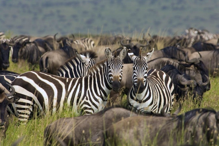 Tanzania's Four Northern Parks & Beach