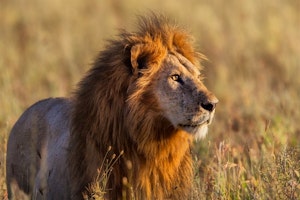 Tanzania Safari and Rwanda Gorillas image 1