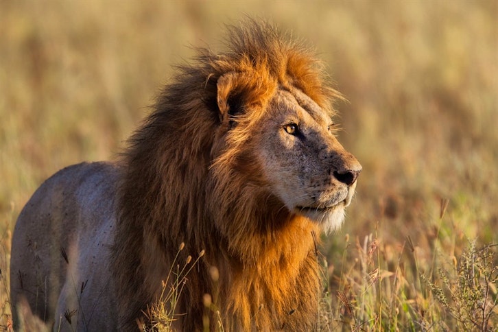 Tanzania Safari and Rwanda Gorillas