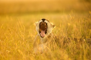 Trunks & Turtles - Kenya Family Safari & Beach