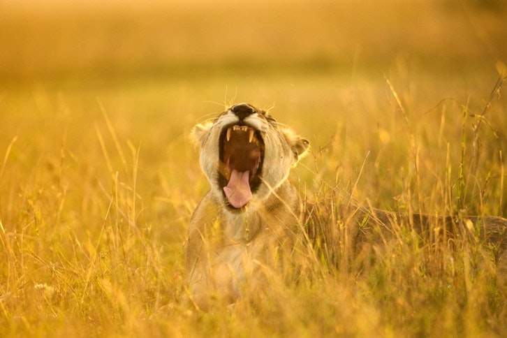 Trunks & Turtles - Kenya Family Safari & Beach