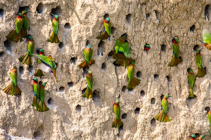 Ishasha Wilderness Camp