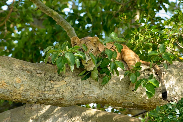 Uganda Gorillas, Game & Zanzibar Beach