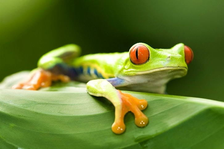Volcano & Cloud Forest of Costa Rica