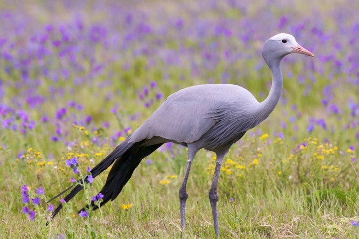 The Rare Blue Crane