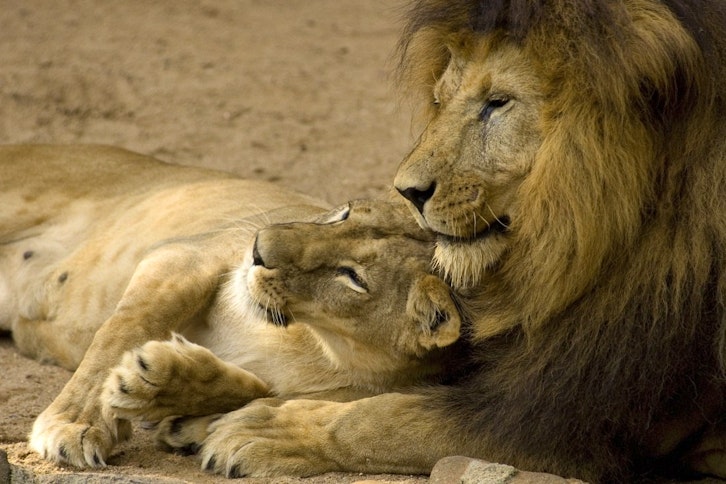 Spotting the Big Five in Welgevonden Game Reserve