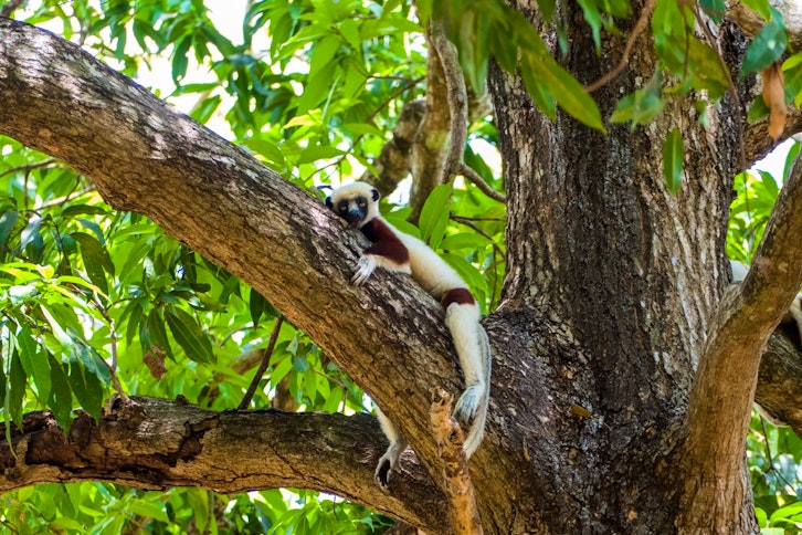 Western Madagascar Wildlife - Ankarafantsika Extension