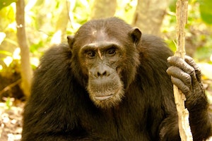 Western Tanzania Safari & Chimp trekking