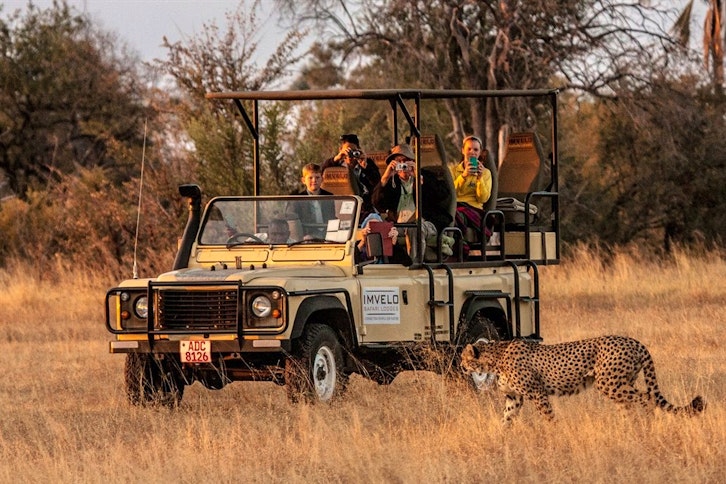 An evening game drive coming across a cheetah