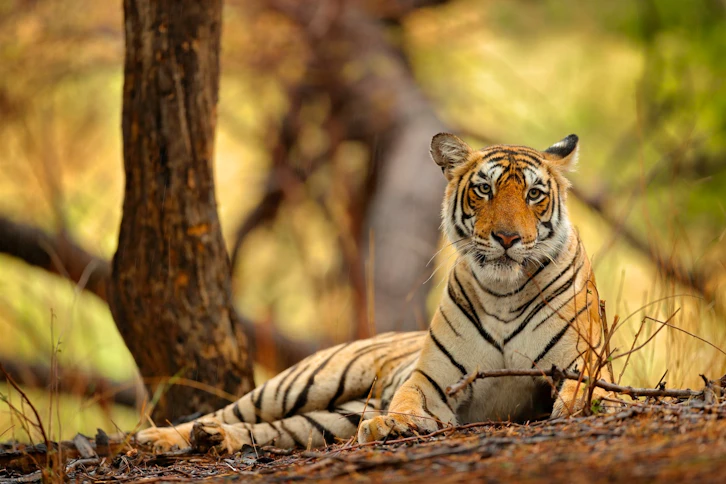 Agra – Ranthambore