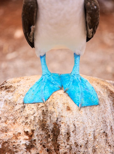 Galapagos Island Hopping Family Adventure
