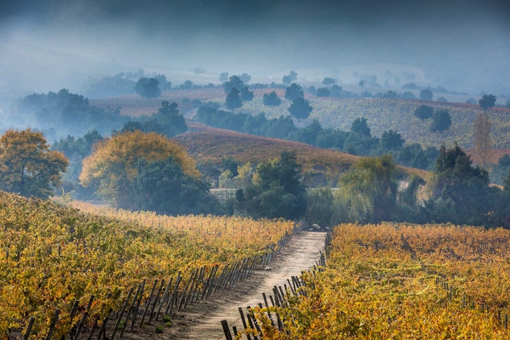 Vineyard, Clos Apalta Residence, Colchagua Valley, Chile