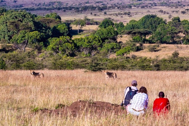Walking with Lions, Offbeat Mara Camp, Masai Mara, Kenya