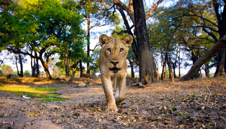Lioness walking with purpose