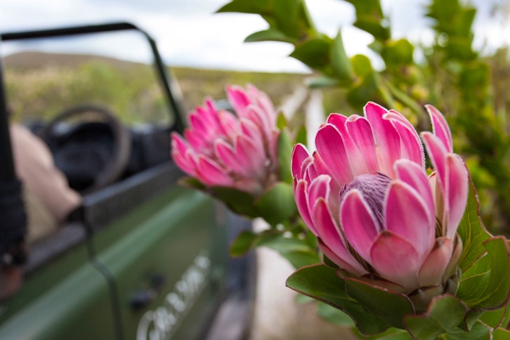Flower Safari Experience at Grootbos Nature Reserve, Western Cape, South Africa