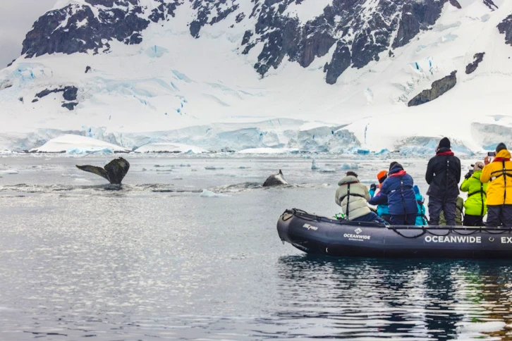 Whale spotting from Zodiac, Oceanwide Expeditions, Antarctica