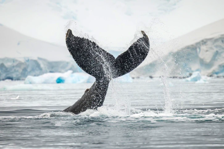 Whale tail, Oceanwide Expeditions, Antarctica