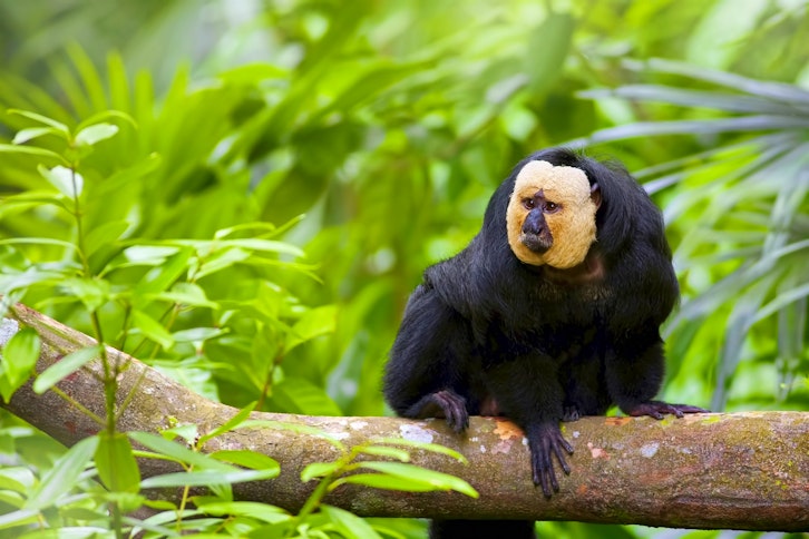 Brazilian Wildlife in Depth