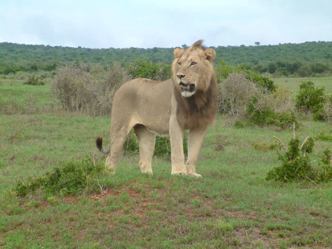 Lion, Woodall Country House, Eastern Cape, South Africa