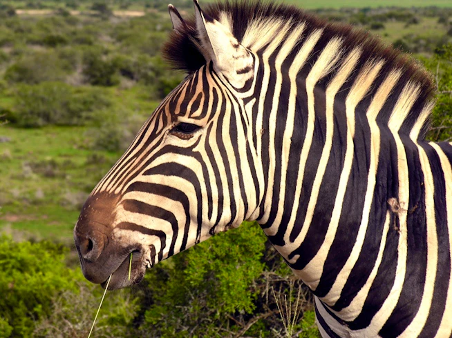 Zebra, Woodall Country House, Eastern Cape, South Africa