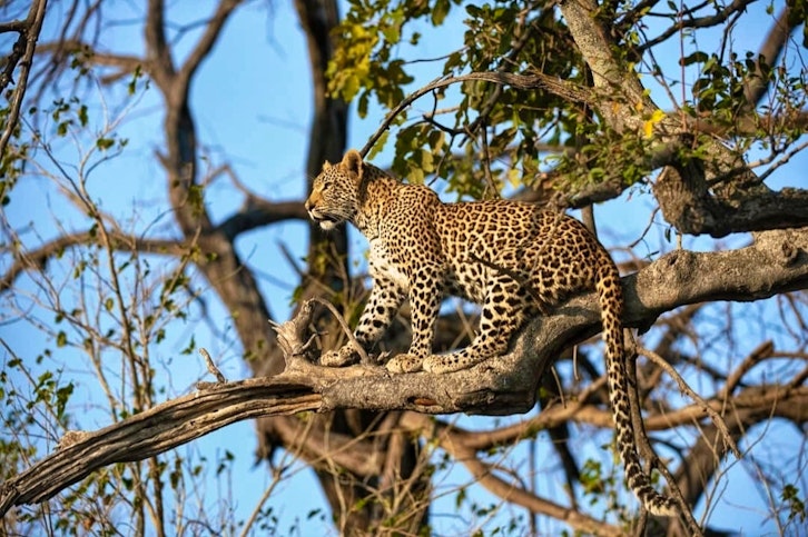 Leopard, Xigera Safari Lodge, Okavango Delta, Botswana