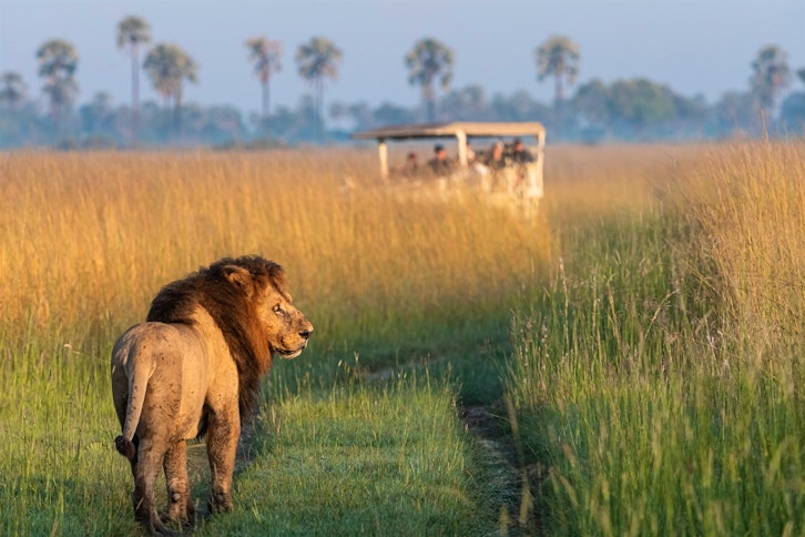 Lion, Xigera Safari Lodge, Okavango Delta, Botswana